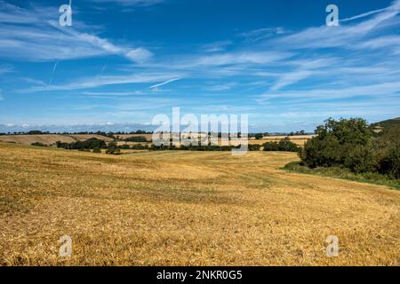 Le champ de chaume doré et jaune de l'agriculteur a quitté après la récolte lors d'une journée ensoleillée en septembre avec un ciel bleu au-dessus, Leicestershire, Angleterre, Royaume-Uni Banque D'Images