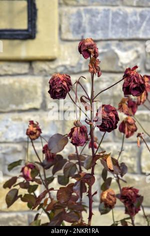 Bush de roses flétrisées et séchées avec des fleurs accrochées sur fond de vieux mur de pierre. Flétrissement naturel. Arrière-plan flou. Copier l'espace. Sélectif Banque D'Images