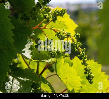 des fleurs de vigne sur fond de ciel dans le jardin par une journée d'été Banque D'Images