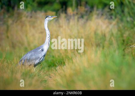 Héron gris (Ardea cinerea) debout dans un pré, à la recherche de nourriture, pays-Bas. Banque D'Images