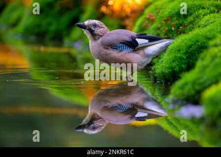 Jay eurasien (Garrulus glandarius) eau potable d'une piscine, pays-Bas Banque D'Images