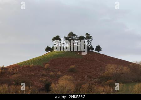 Angleterre, Dorset, Bridport, domaine de Symondsbury, Colmers Hill Banque D'Images