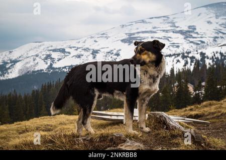Gros plan chien mongrel domestique debout sur la colline concept photo Banque D'Images