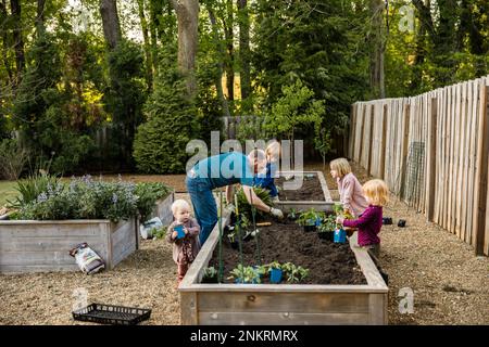 Père jardinant avec quatre jeunes enfants, planter des plantes dans des lits surélevés Banque D'Images