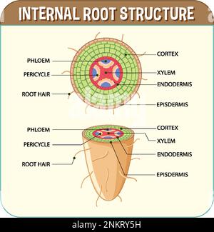Structure interne de l'illustration du schéma racine Illustration de Vecteur