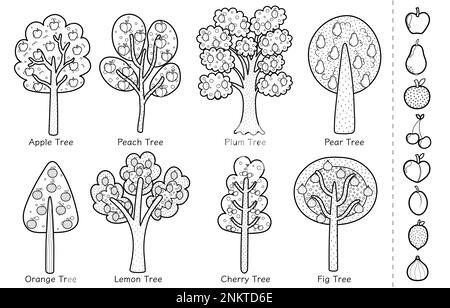 Collection d'arbres fruitiers noir et blanc Doodle. Différentes arborescences définies pour la page de coloriage Illustration de Vecteur