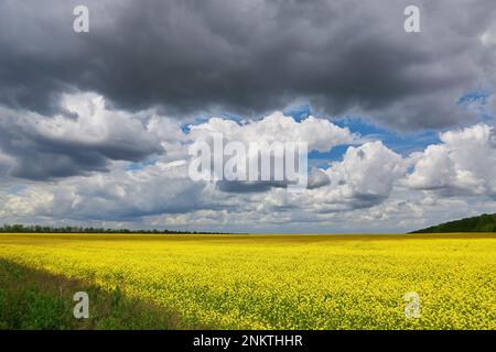 Une vue à couper le souffle sur les fleurs de colza qui poussent dans le champ sous un ciel bleu nuageux et ensoleillé Banque D'Images