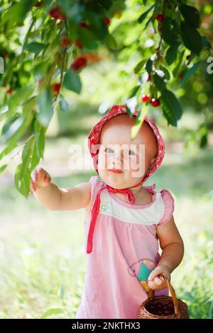 Une petite fille sous les branches de cerises dans le jardin. Cerises sur les branches pendant la maturité. Alimentation saine et développement des bébés jusqu'à un Banque D'Images