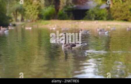 Canards mignons sur l'étang dans le parc Englischer Garten, Munich, Allemagne. Voyage d'été en Europe Banque D'Images