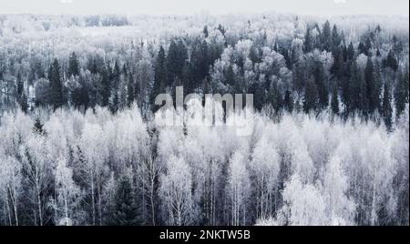 Tôt le matin, vue sur la forêt gelée depuis la tour. En Estonie, près du parc national de Karula Banque D'Images