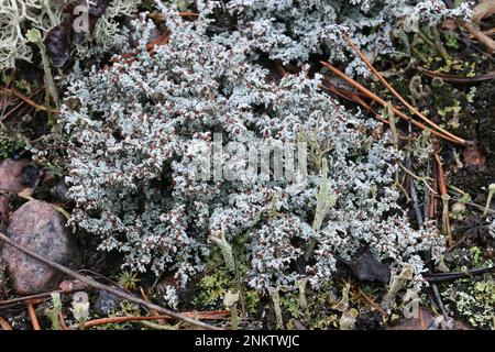 Stereocaulon tomentosum, communément appelé tomentose Snow Lichen ou Woolly Foam Lichen Banque D'Images