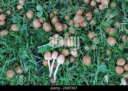 Coprinellus micaceus, également appelé Coprinus micaceus, communément appelé Glistering Inkcap, champignon sauvage de Finlande Banque D'Images