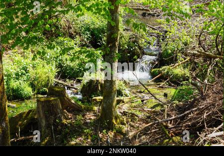 Im Silberbachtal Tal Banque D'Images