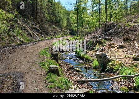 Im Silberbachtal Tal Banque D'Images