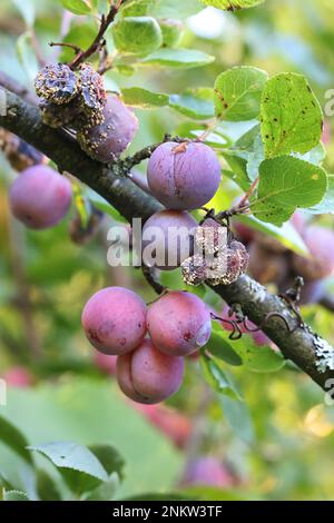 Monilinia laxa, un pathogène de plante causant la pourriture brune maladie de la brûlure des fleurs sur les prunes de damson, Prunus domestica subsp. insititia Banque D'Images