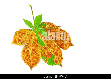 Dommages causés à l'alimentation par le mineur de feuilles de châtaignier, Caméraria ohridella Banque D'Images