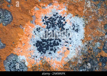 Trentepohlia aurea de couleur orange, algue verte terrestre, qui pousse sur une surface calcaire avec des Rhizocarpons noirs ou des lichens MAP Banque D'Images