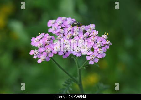 Pyarrow commun, Achillea millefolium, avec fleurs violettes, plante médicinale traditionnelle Banque D'Images