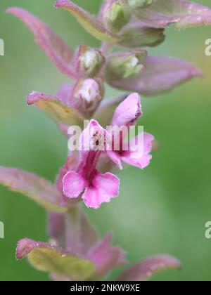 Odontites litoralis ssp. Fennicus, communément appelé sel Bartsia ou Red Bartsia, plante endémique de Finlande Banque D'Images