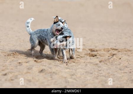 Deux petits chiots de chien de bétail australien ou Blue heeler jouant ensemble sur le sable dans la nature Banque D'Images