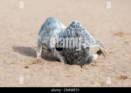 Deux petits chiots de chien de bétail australien ou Blue heeler jouant à l'extérieur sur la plage Banque D'Images