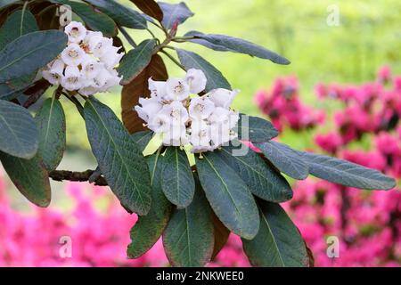 Rhododendron falconeri, falconer rhododendron, fleurs blanches, tache pourpre proéminente. Banque D'Images