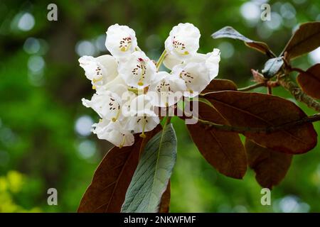 Rhododendron falconeri, falconer rhododendron, fleurs blanches, tache pourpre proéminente. Banque D'Images