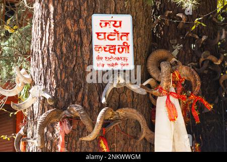 Cornes d'animaux près du temple Hidimba, Manali, Himachal Pradesh, Inde Banque D'Images
