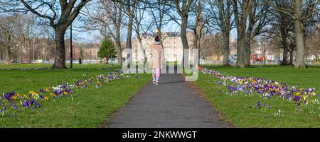 Leith, Édimbourg, Écosse, Royaume-Uni, 24th février 2023. Les crocuses qui bordent les sentiers de randonnée à travers le parc Leith Links sont en pleine floraison lors d'une belle matinée ensoleillée de printemps. Crédit : Sally Anderson/Alay Live News Banque D'Images