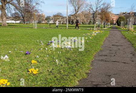 Leith, Édimbourg, Écosse, Royaume-Uni, 24th février 2023. Les crocuses qui bordent les sentiers de randonnée à travers le parc Leith Links sont en pleine floraison lors d'une belle matinée ensoleillée de printemps. Crédit : Sally Anderson/Alay Live News Banque D'Images