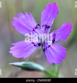 Dianthus deltoides, communément connu sous le nom de rose Maiden, fleur sauvage de Finlande Banque D'Images