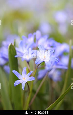 Scilla forbesii, communément connue sous le nom de gloire de la neige de Forbes, fleur du début du printemps de Finlande Banque D'Images