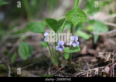 Viola mirabilis, communément connue sous le nom de Wonder Violet, fleur de printemps sauvage de Finlande Banque D'Images