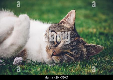 La princesse féline se détend dans l'herbe et profite d'un déjeuner relaxant et d'un soleil réchauffant. Un chat de couleur domestique avec des yeux verts perçant s'accroupette dans le chamer Banque D'Images