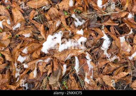 Feuilles de châtaigne marron mouillées sous la première neige. Banque D'Images