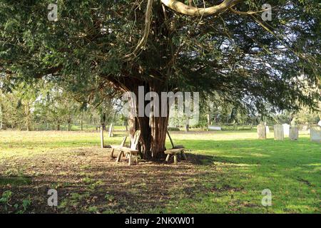 Ancien Yew avec bancs dans le cimetière de toute l'église Saint, Church Lane, Boughton Aluph, Ashford, Kent, Angleterre, Royaume-Uni Banque D'Images