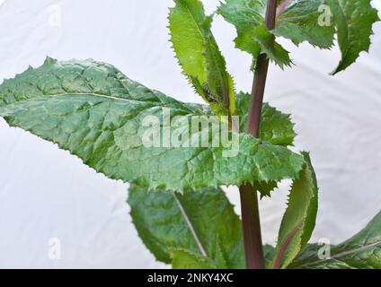 Le chardon jaune (Sonchus asper) pousse dans la nature. Banque D'Images