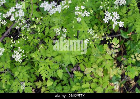 La plante toxique chaerophyllum temulum pousse dans la nature Banque D'Images