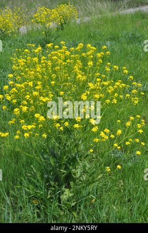 Comme les mauvaises herbes, les bunias orientalis poussent dans la nature Banque D'Images