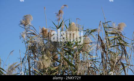 Les branches d'un donax arundo avec des roseaux verts avec un ciel bleu Banque D'Images