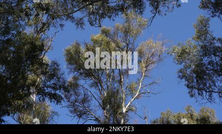 Tronc d'eucalyptus et branches tordues contre le ciel bleu foncé Banque D'Images