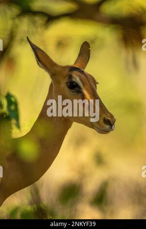 Gros plan de l'impala femelle dans les ombres verdoyantes Banque D'Images