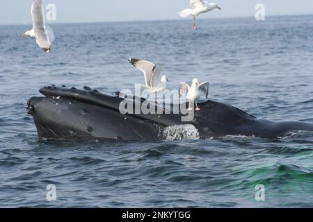 Cette baleine à bosse dans le sanctuaire marin national de Stellwagen Bank peut avoir de la difficulté à se débarrasser de ses cintres -- oiseaux de mer ont tendance à suivre l'alimentation des baleines pour les restes ca. 8 juillet 2006 Banque D'Images