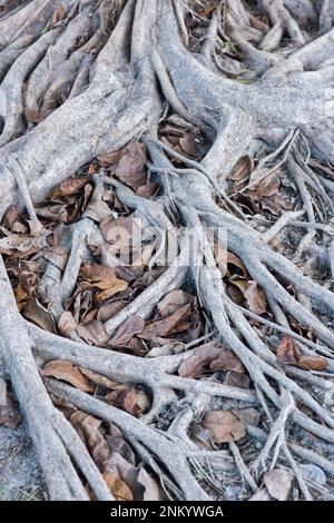 Plan vertical des racines d'un grand arbre majestueux fermement enraciné dans le sol et d'un lit de feuilles sèches autour dans la forêt mexicaine Banque D'Images