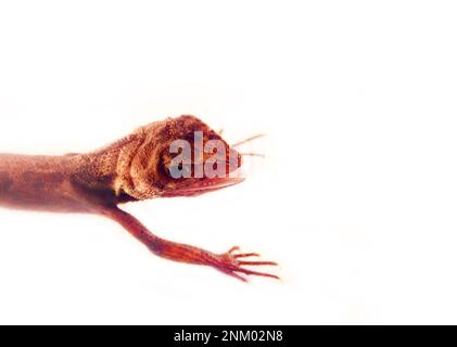 Agama du Sri Lanka, portrait isolé sur fond blanc Banque D'Images