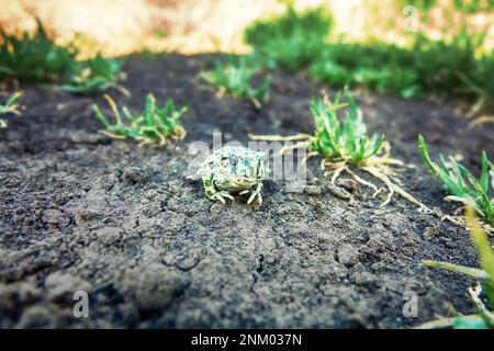 Un jeune crapaud vert européen (crapaud variable, Bufo viridis) sur terre sèche. Coloration assimilable (pas dans ce cas) et sécrétions toxiques sur la peau. Op Banque D'Images