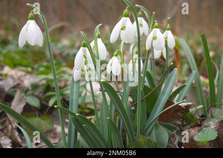 Des gouttes de neige communes, galanthus nivalis, poussent dans le jardin botanique de Soroksar, Budapest, Hongrie Banque D'Images