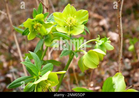 Héliport parfumé, Helleborus Odorus, jardin botanique de Soroksar, Budapest, Hongrie Banque D'Images