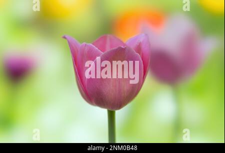 Fleur de tulipe violette gros plan sur un fond flou coloré Banque D'Images