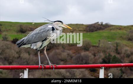 Héron gris Ardea cinerea perchée de près. Banque D'Images